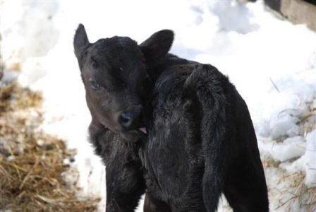 Dexter Calf Would Make Saint Paddy Proud Image